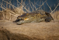 Krokodyl bahenni - Crocodylus palustris - Mugger Swamp Crocodile o1043